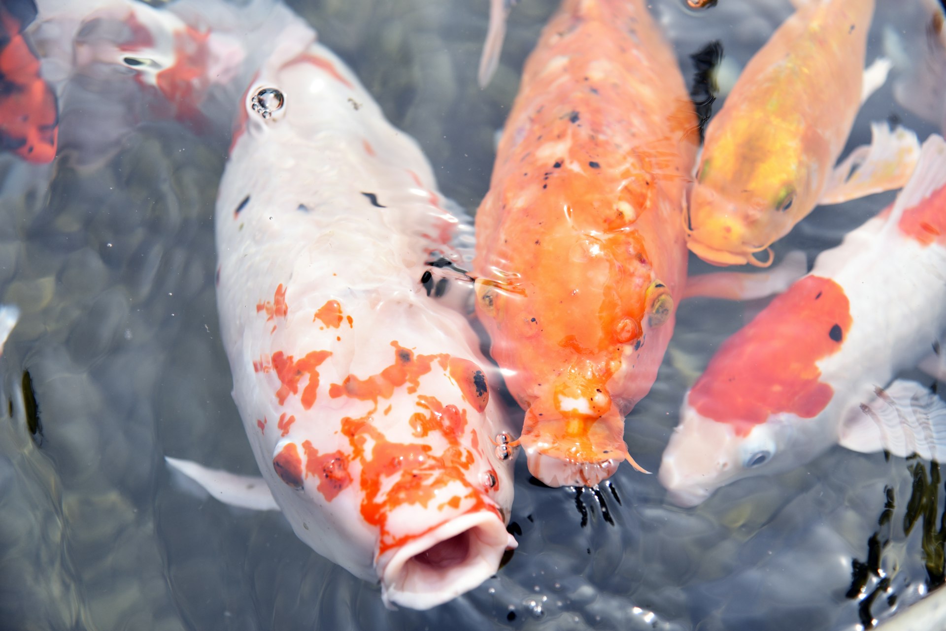 a group of orange and white fish in a pond